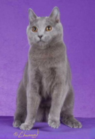 GP RW Janvier's Dior of Zapzkatz