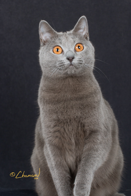 GP Foxykats Mireille