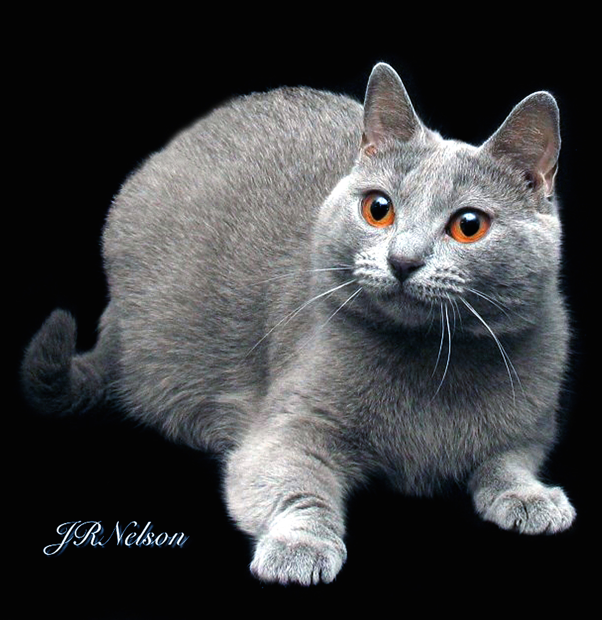 GC RW Chatton Unforgettable of Jewllz