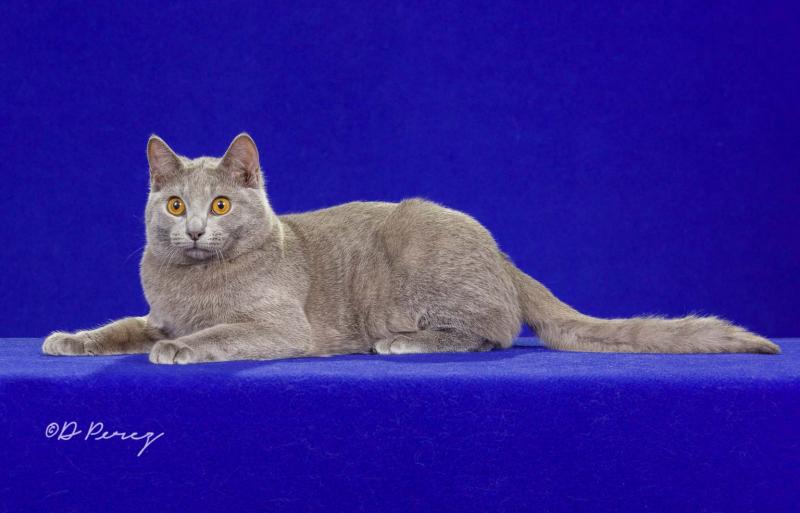 GP AC Foxykats Mondavi