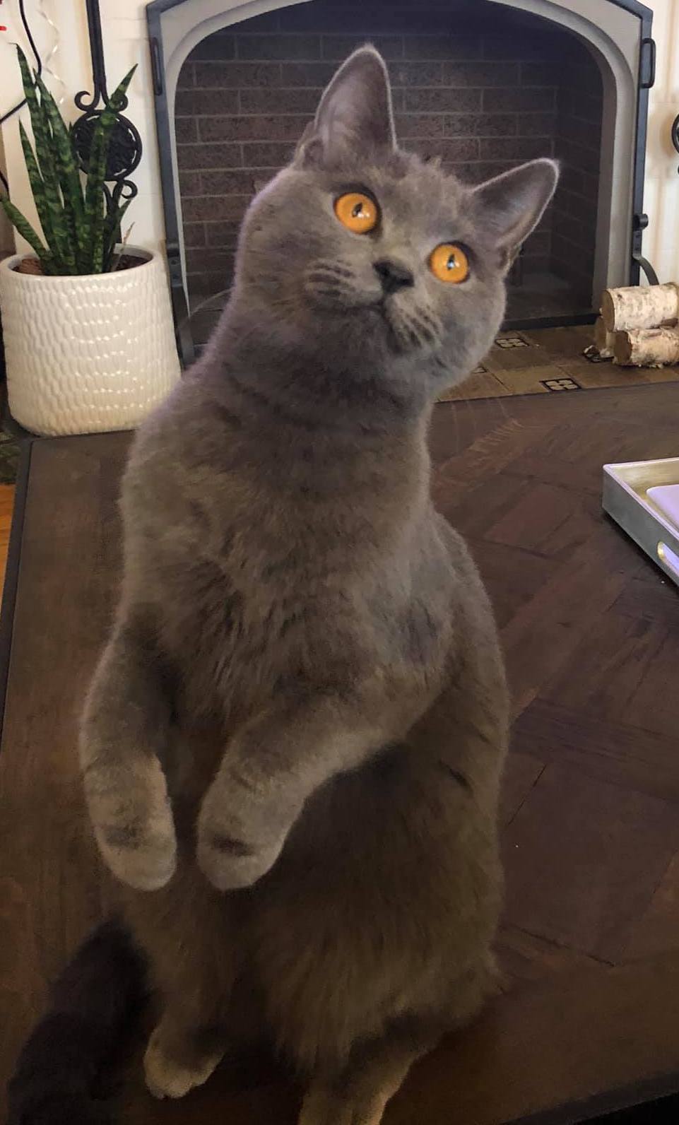 AC Dressed In Blue Penelope