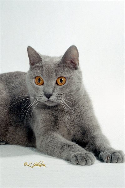 GC Gato Azul's Sarissa
