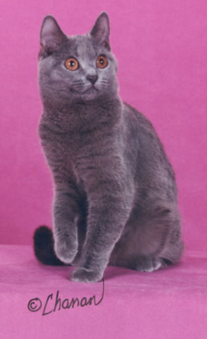 RW Clervaux Tresor D'amour of Zapzkatz