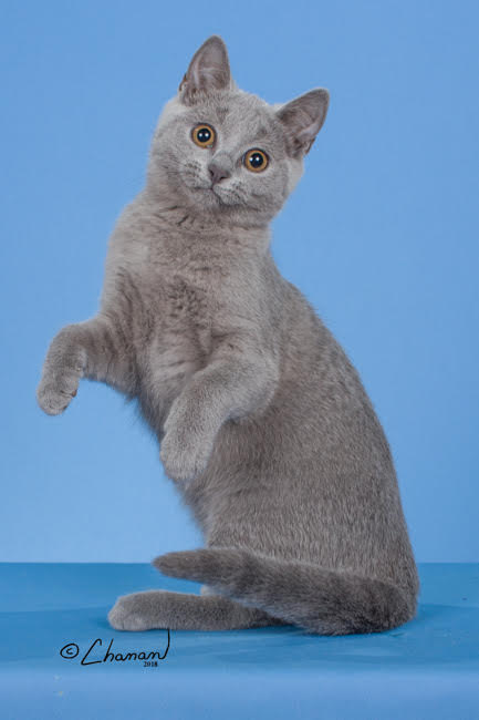 GC Bluebijou’s Nellie