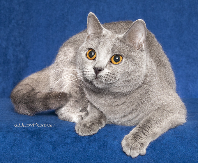 GC RW Gato Azul's Polly