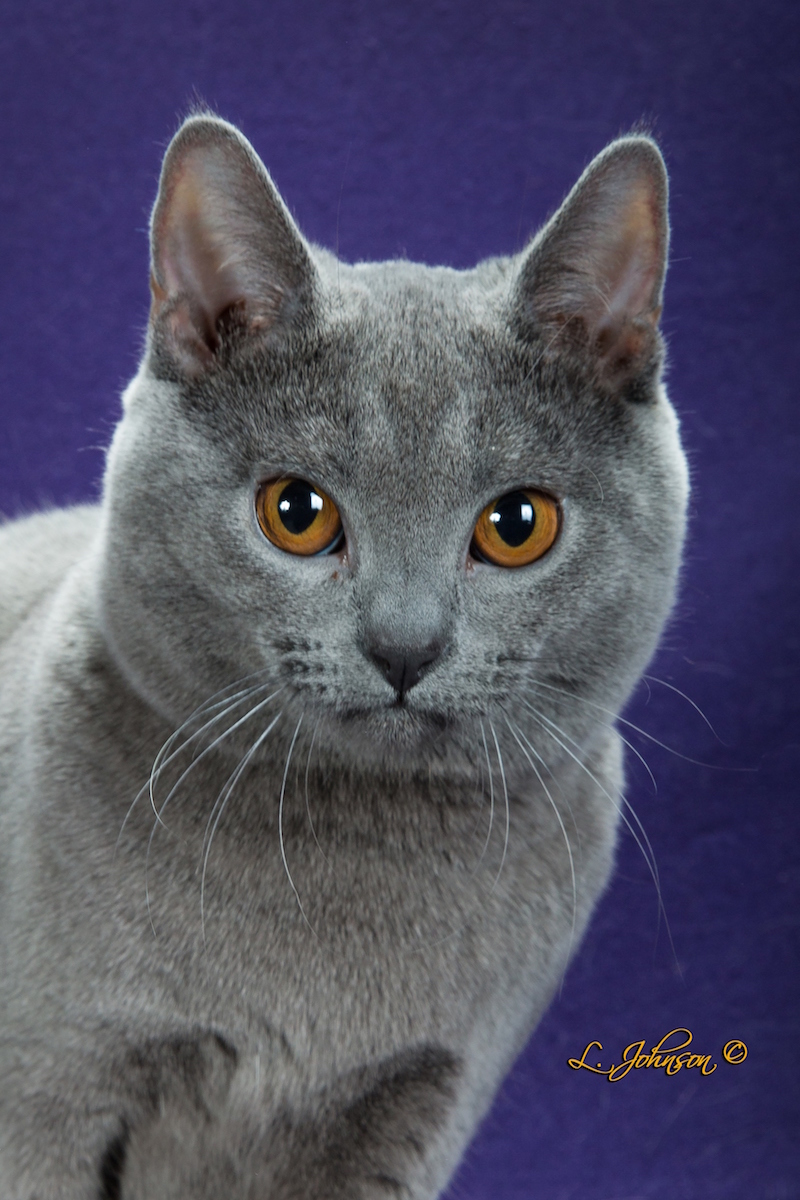 GC RW Chanson Bleu Mons of Jouvencebleu