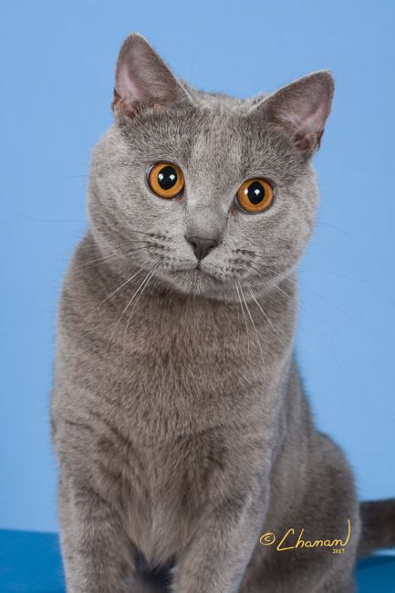 GC Bluebijou’s Marlee