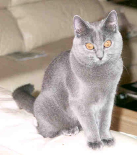 GC RW Clervaux Poeme Ala Joie of Foxykats