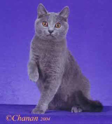 GP RW Bluebijou's Vif-Argent