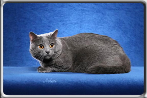 GC Quatrepaws U-Got-Male of Colette