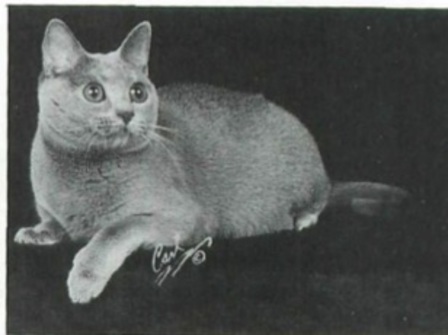 GC Tiarableu's Monique