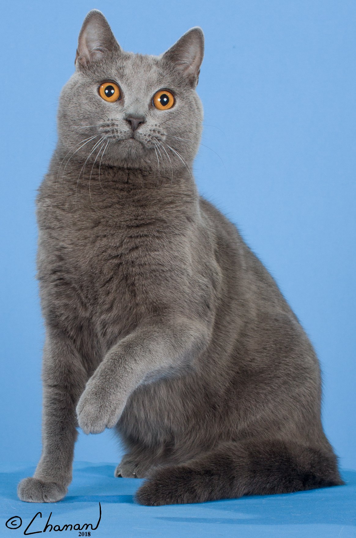 GC BWR RW Bluebijou’s Nicholas of Lutece