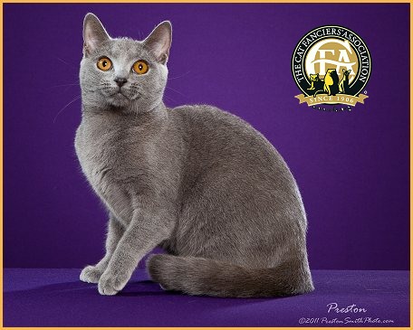 GC GP RW Foxykats Fiona of Idlemaine