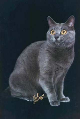 CH Clervaux Gordita La Gata of Mabuhay DM