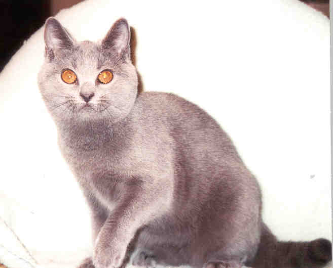 GC RW Foxykats Rachetant Grace