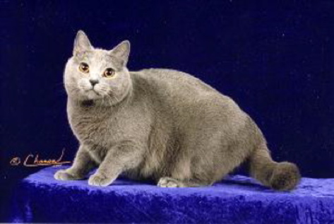 GP RW Soleillevant's Serafin