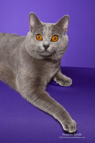 GC GP RW Foxykats Genetic Roulette