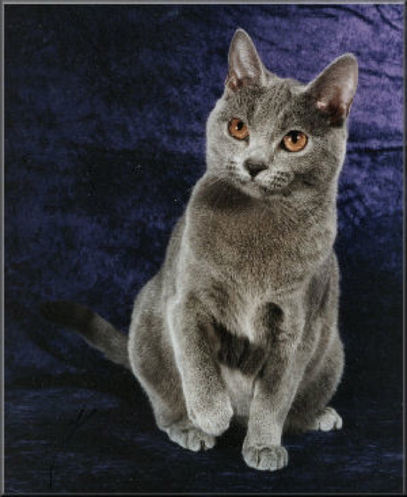 CH RW Chatton Ultraviolet of Janvier