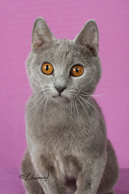 CH Gato Azul's Jason