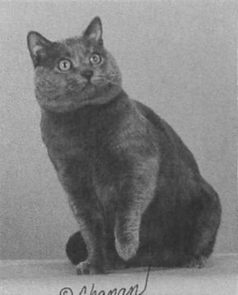 GC Lebeauyeux's Jongleur of Bijou Bleu