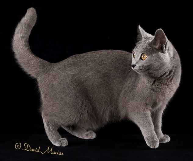 CH AW SD Chartreux Natalie of Lutece