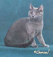 GC Clervaux Rondelet of Bluebijou