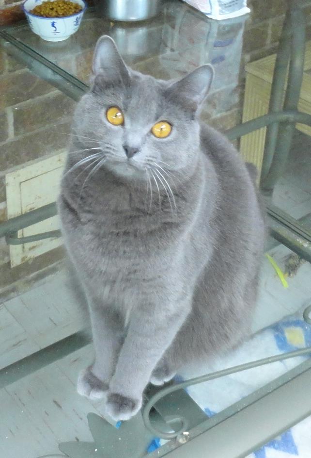 GC Foxykats Gordo of Fiorire