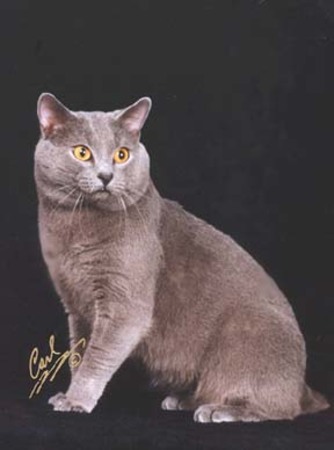 GC GP RW Belleisle's Cashmere Critter DM