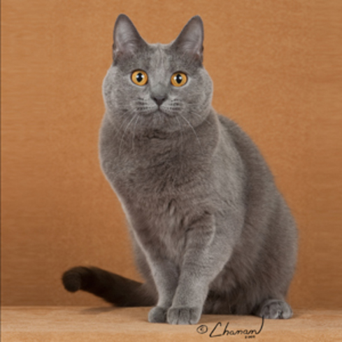 CH GP RW Bluebijou's Charlotte
