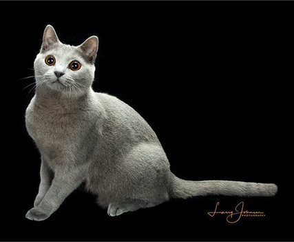 GP RW Foxykats Nox I-Of-Saint Louis