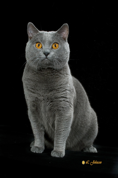 GC GPD RW Janvier’s Vivaldi of Jouvencebleu