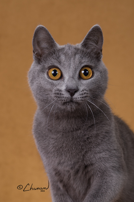GC Mabuhay Venus In Blue Genes