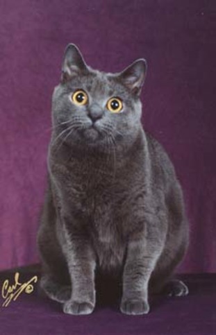 CH GP RW Clervaux Holly Golightly