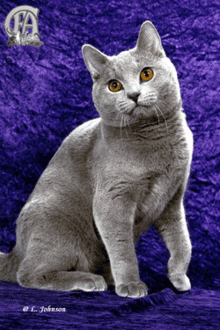 GC BW NW Janvier's Useppe of Chatton