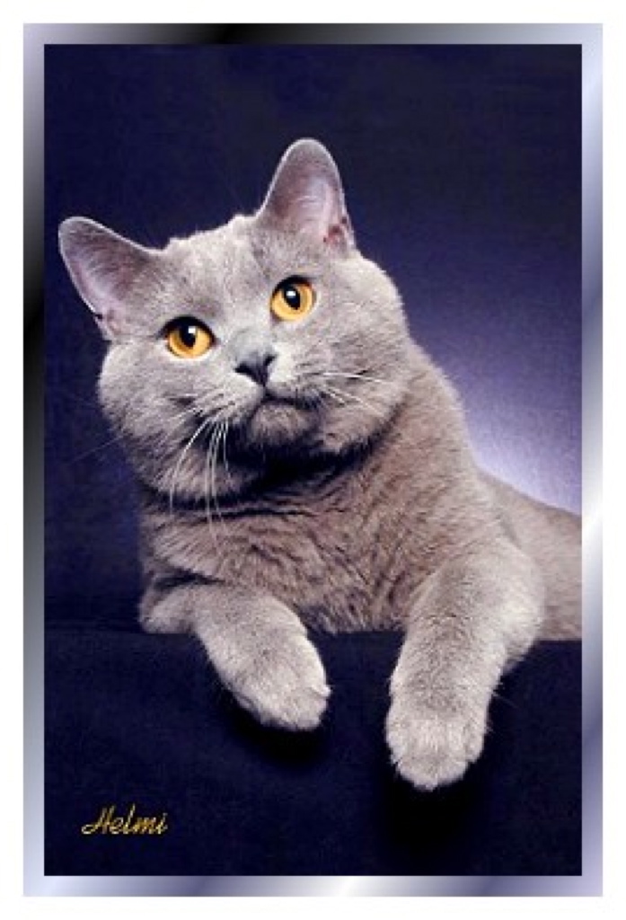 CH PR Chatton Orion of Ajolie DM