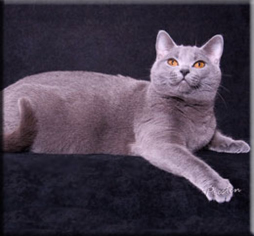 GC RW Janvier Bearnaise of Jouvencebleu