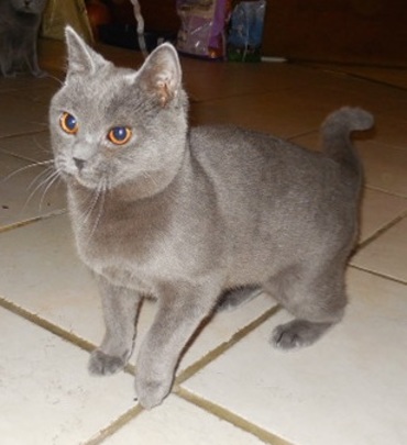 CH Gato Azul's Ito