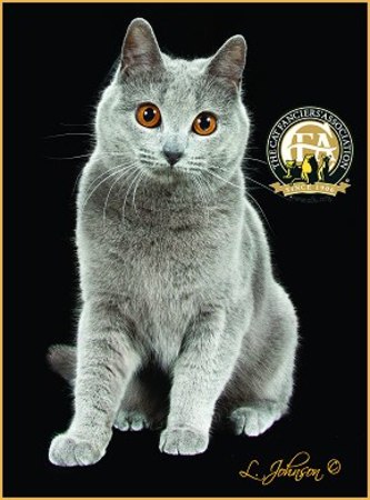 GC Mabuhay Illusion