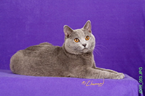 GC GP RW Janvier's Beowulf of Chome Chai