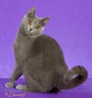 GC RW Janvier's Heavenleigh of Gallois