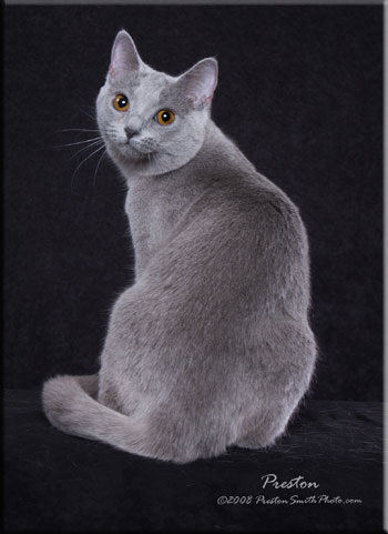 GC RW Jouvencebleu Cendrillon! of Gallois