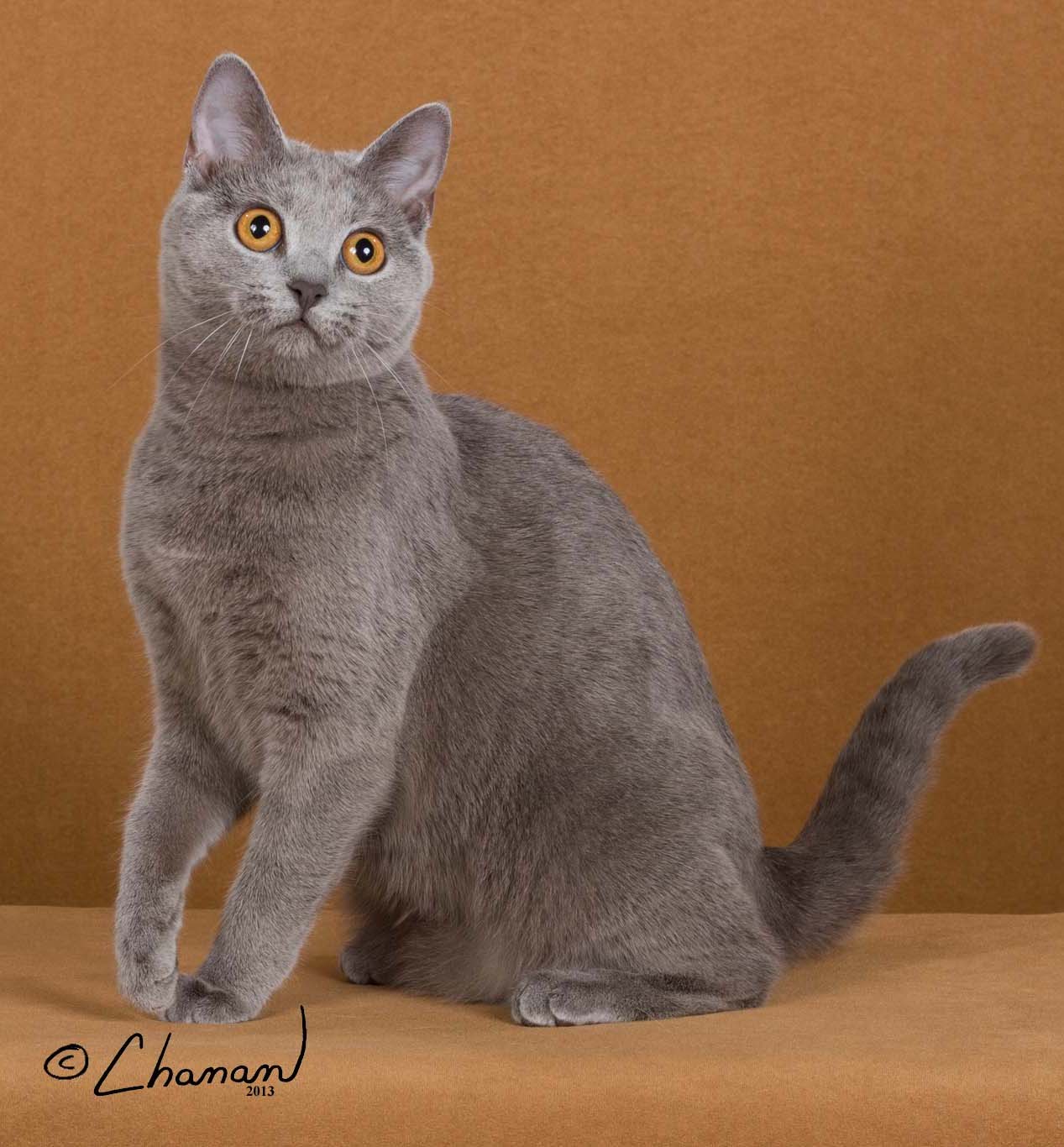 GC GP Bluebijou's Harmonie