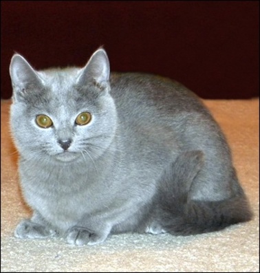 GC RW Maison Dukat Eowyn