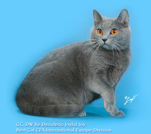 GC DW Re Desiderio Joyful Joy