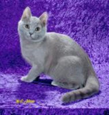 GC RW Maison Dukat Gandalf of Janvier
