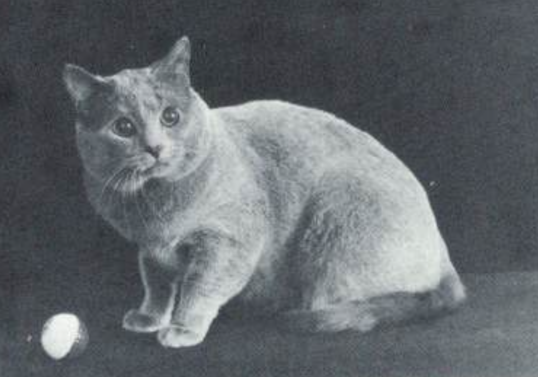 GC Carthusian's Foxy Bleu of Sinaye