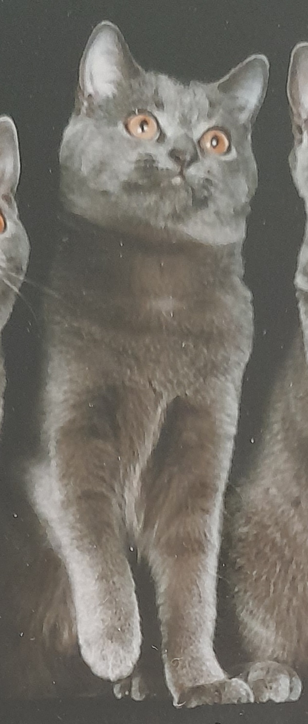 CH GP Rumtumtugger Evian of Rivierebleue
