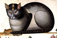 Aldrovandi’s Cat of Syria, 17th century