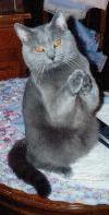 “Praying” Chartreux